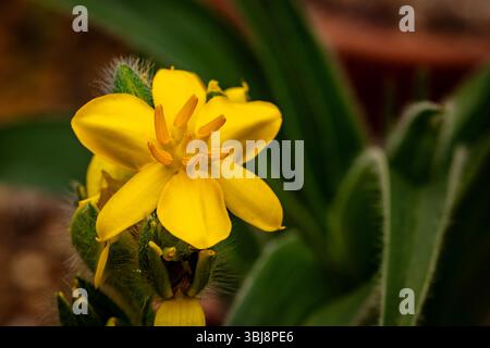 natural close up flowering plant portrait of the darling Hypoxis Hemerocallidea. attention-getting, beautiful, blooming, blushing, bold, traditional Stock Photo