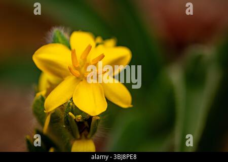 natural close up flowering plant portrait of the darling Hypoxis Hemerocallidea. attention-getting, beautiful, blooming, blushing, bold, traditional Stock Photo