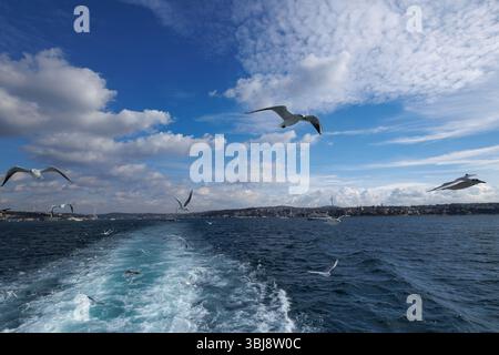 Seagulls flying at the blue sky in a cloudy day Stock Photo