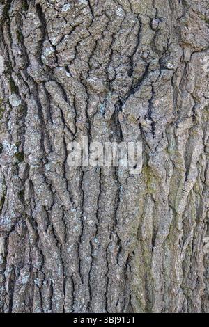 Bark of an old oak. Texture of tree bark Stock Photo