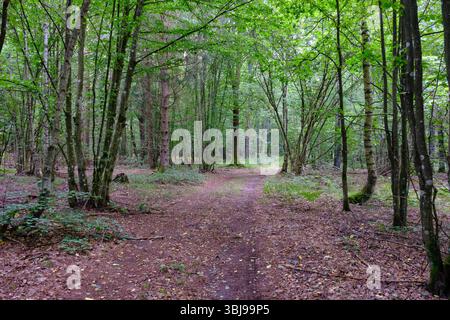 Late summer rich deciduous stand with old trees and lush foliage, Bialowieza Forest, poland, Europe Stock Photo