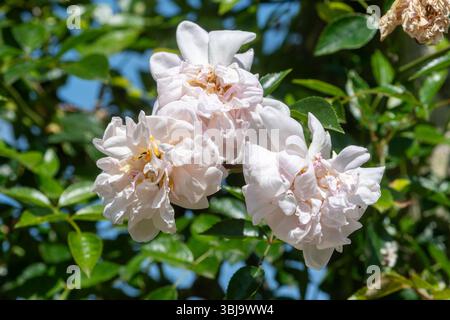 Rosa 'Eliza Robichon', rambler rose Eliza Robichon, light pink flowers ...