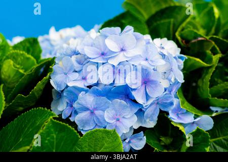 A blue Hydrangea macrophylla flower blooming on the shrub in Azores. Close up. Stock Photo