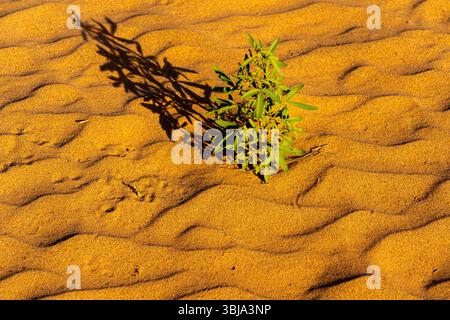 Sands wave texture of desert sand dunes with grass at dusk. Stock Photo