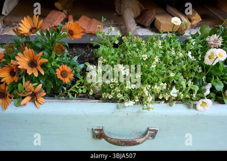 Beautiful orange and white flowers growing in a repurposed vintage wooden drawer. Creative upcycling garden decoration idea in a rustic style. Stock Photo