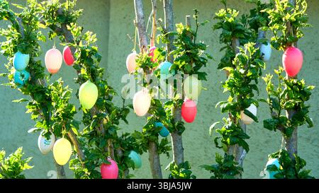 Colorful Easter eggs hanging on green branches in a German garden. Traditional Ostereierbaum decoration for a festive spring holiday celebration. Stock Photo