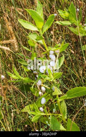 A colony of snails on the branches of bushes. Stock Photo