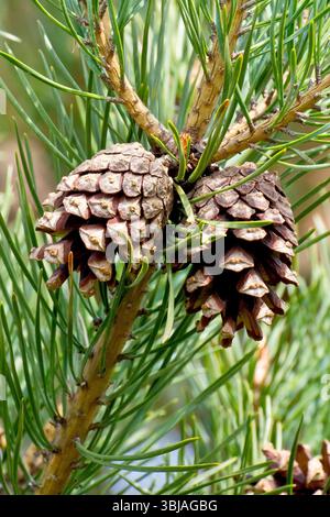 Scot's Pine (pinus sylvestris), close up of two mature pine cones hanging on the branch of a tree, the scales open having released its seeds Stock Photo