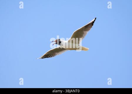 Black-headed gull in flight (Chroicocephalus ridibundus) Stock Photo