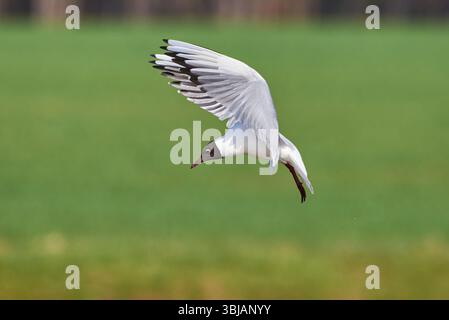 Black-headed gull in flight (Chroicocephalus ridibundus) Stock Photo