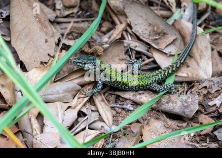 European Wall Lizard, Podarcis muralis in Portofino, Liguria, Italy Stock Photo