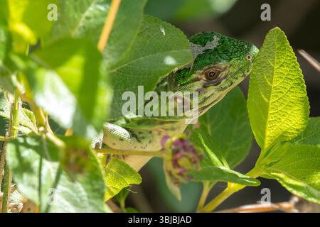 Young black spiny-tailed iguana hiding among green tropical leaves at the Tulum archeological site on Mexico's Yucatan Peninsula. Stock Photo