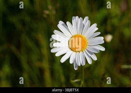Oxeye daisy in bloom Stock Photo