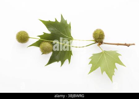 Platanus tree, sycamore leaves and flowers isolated on white background from above Stock Photo