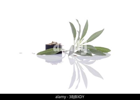 Fresh white sage twig and charcoal isolated on white background. Purifying ceremony. Smudging. Salvia apiana Stock Photo