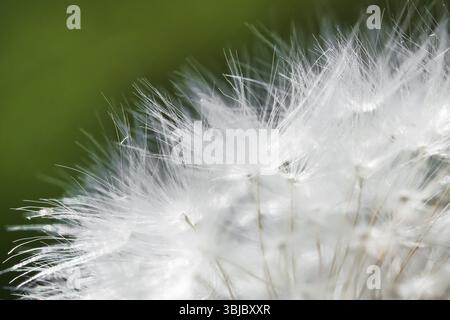 Macro shot of dandelion. Taraxacum officinale Stock Photo