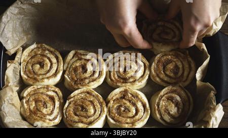 Placing cinnamon rolls in the baking pan Stock Photo