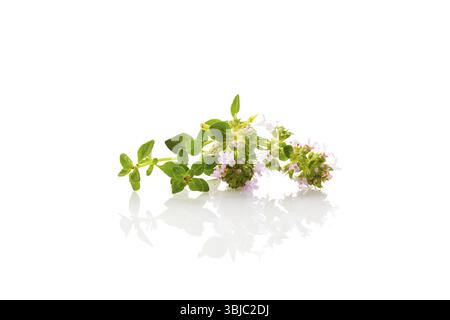 Wild thyme flowers with leaves isolated on white background Stock Photo