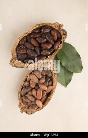 Unpeeled and fresh roasted cocoa beans in a pod on beige background. Superfood Stock Photo