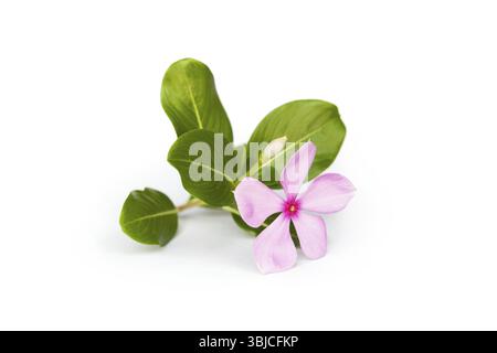 Rose periwinkle flower and leaves isolated on white background Stock Photo