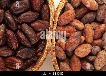 Detail of roasted and unpeeled cocoa beans in a pod on beige background Stock Photo