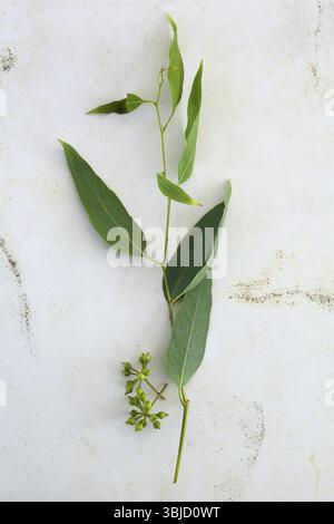 Fresh green Eucalyptus leaves on marble background from above Stock Photo