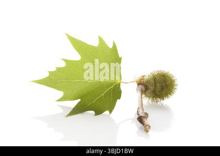 Blooming flower of London Planetree, maple-leaved plane, (Platanus Hybrida). Isolated on white background Stock Photo