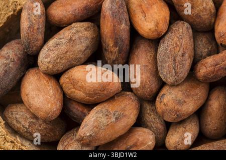 Unpeeled cocoa beans background from above. Superfood Stock Photo