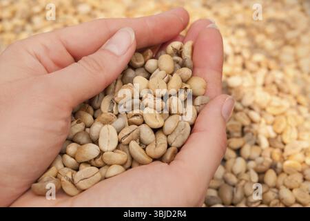 Women holding freshly dried harvested coffee beans in hands Stock Photo