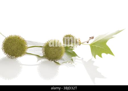 Blooming flowers of London Planetree with leaves isolated on white background Stock Photo