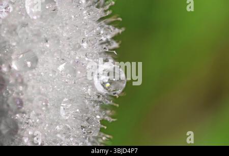 Macro shot of dandelion after the rain Stock Photo