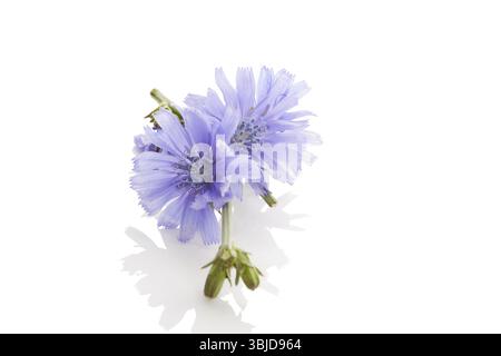 Cichorium intybus - common chicory flowers isolated on the white background. Medicinal herbs. Coffee alternative Stock Photo
