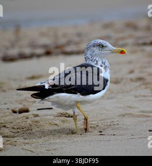 Seagull on the Tenerife Island ,Spain Stock Photo