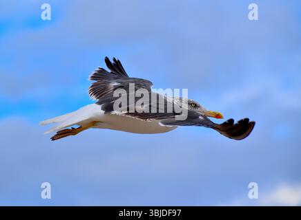 Seagull on the Tenerife Island ,Spain Stock Photo