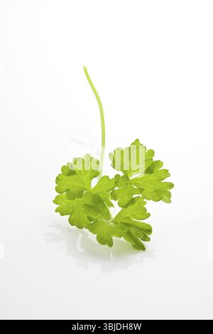 Fresh curly parsley leaf isolated on white background. Aromatic culinary herbs Stock Photo
