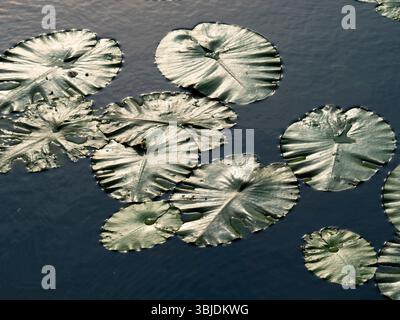 A profusion of lily pads under a bridge. A strangely beautiful image of ...