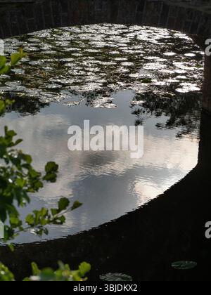 A profusion of lily pads under a bridge. A strangely beautiful image of ...
