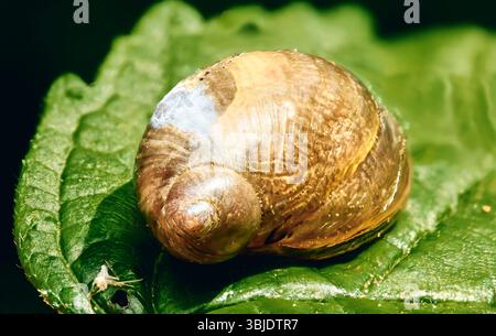 Snail shell resting on a green leaf Stock Photo