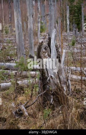 Stump of decayed tree in barren forest landscape. Evo Hiking Area, Hameenlinna, Finland. Stock Photo