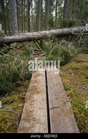 Fallen tree blocking wooden boardwalk trail in Kotiset Nature Reserve, Evo, Finland. Stock Photo