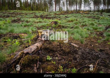 Logging area in a Finnish forest with a tree stump on the foreground Stock Photo