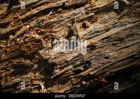 Surface of decaying tree trunk in nature, close up Stock Photo
