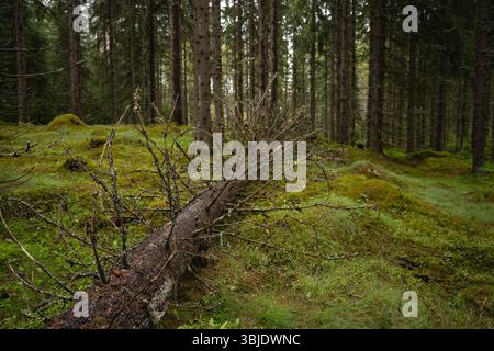 Fallen tree in a Finnish pine forest. Stock Photo