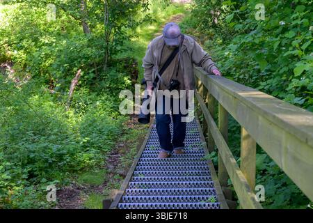 A person walks carefully on a wooden path through vibrant green vegetation, holding a camera with a long lens, enjoying the natural surroundings durin Stock Photo