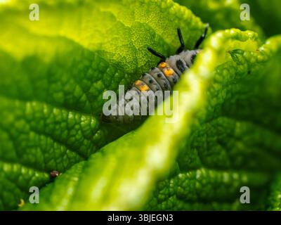 Macro shot a small ladybird larva resting on vibrant green layers of foliage in a natural setting Stock Photo