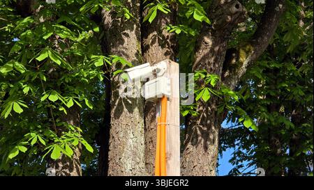 Modern security camera mounted on a wooden post with orange conduit and electrical box, surrounded by dense green leaves and tree trunks in a sunlit f Stock Photo