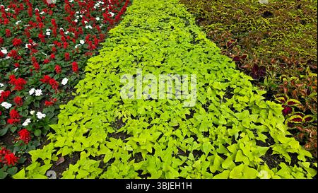 Sweet potato vine Ipomoea batatas forms a dense carpet of chartreuse-green leaves in a patterned flowerbed, bordered by colorful coleus and red Stock Photo