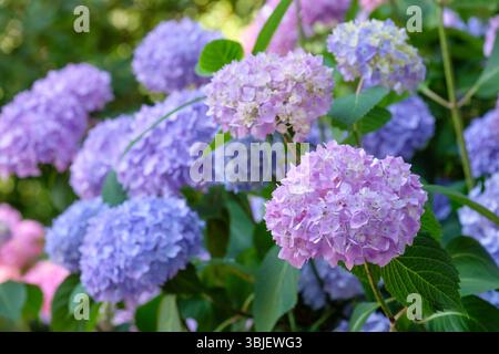 Hydrangea macrophylla Bailmer, Hydrangea Endless, mophead, blue or pink florets, colour is soil Ph dependent Stock Photo