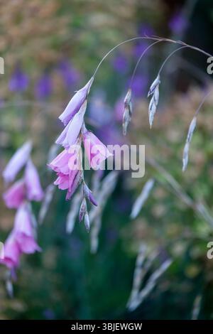 The flowers of an angel's fishing rod (Dierama pulcherrimum Stock Photo ...