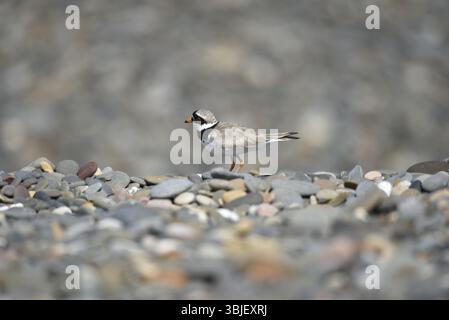 Common Ringed Plover (Charadrius hiaticula) Standing Left Side-On Middle of Image, with Soft Pebbles Background, taken on the Isle of Man, UK in June Stock Photo